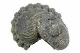 Wide, Bumpy Enrolled Morocops Trilobite - Morocco #383422-1